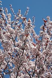 Attēlu rezultāti vaicājumam “Prunus cerasifera”