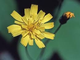 Attēlu rezultāti vaicājumam “Hieracium vulgatum leaf”