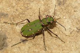 Attēlu rezultāti vaicājumam “Cicindela campestris”