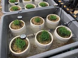 Attēlu rezultāti vaicājumam “Poa annua”