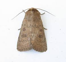 Attēlu rezultāti vaicājumam “Hoplodrina octogenaria”