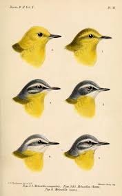 Attēlu rezultāti vaicājumam “Motacilla flava flava”