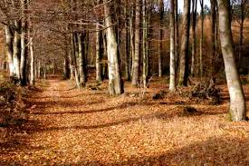 Attēlu rezultāti vaicājumam “Diderma deplanatum”