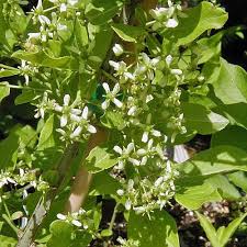 Attēlu rezultāti vaicājumam “Euonymus europaeus flower”