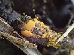 Attēlu rezultāti vaicājumam “Perichaena depressa”