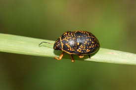 Attēlu rezultāti vaicājumam “Eurygaster testudinaria nymph”