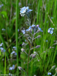 Attēlu rezultāti vaicājumam “Myosotis”