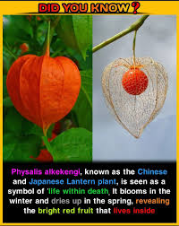 Attēlu rezultāti vaicājumam “Physalis alkekengi fruit”