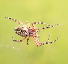 Attēlu rezultāti vaicājumam “Aculepeira ceropegia”