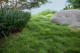 Attēlu rezultāti vaicājumam “Carex remota fruit”