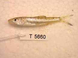 Image result for Albula glossodonta