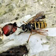 Attēlu rezultāti vaicājumam “Temnostoma vespiforme”