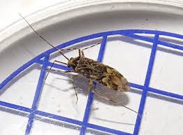 Attēlu rezultāti vaicājumam “Phytocoris tiliae imago”