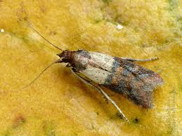 Attēlu rezultāti vaicājumam “Plodia interpunctella”