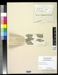 Attēlu rezultāti vaicājumam “Xylographa paralella”