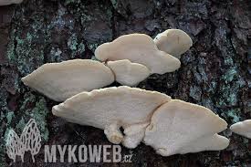 Attēlu rezultāti vaicājumam “Climacocystis borealis”