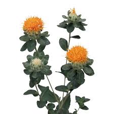 Image result for Carthamus tinctorius