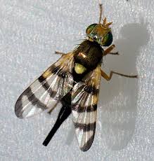 Attēlu rezultāti vaicājumam “Urophora jaceana”