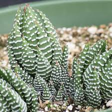 Image result for Haworthia