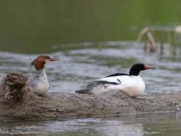 Attēlu rezultāti vaicājumam “Mergus merganser”