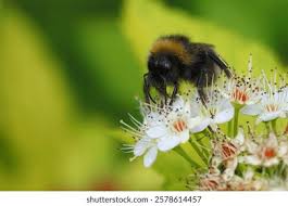 Attēlu rezultāti vaicājumam “Psithyrus sylvestris”