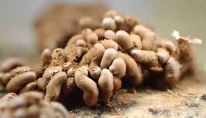 Attēlu rezultāti vaicājumam “Arcyria stipata spores”