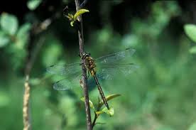 Attēlu rezultāti vaicājumam “Somatochlora flavomaculata”