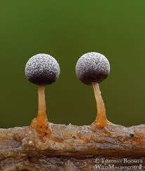 Attēlu rezultāti vaicājumam “Physarum globuliferum spores”