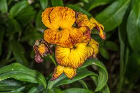 Image result for Cheiranthus cheiri