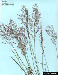 Attēlu rezultāti vaicājumam “Agrostis capillaris”
