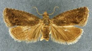 Attēlu rezultāti vaicājumam “Cydia splendana”