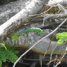 Risultati immagini per dasia smaragdina