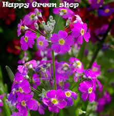 Image result for Primula malacoides