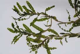 Attēlu rezultāti vaicājumam “Potamogeton trichoides leaf”