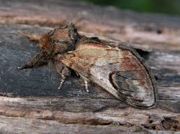 Attēlu rezultāti vaicājumam “Notodonta ziczac”