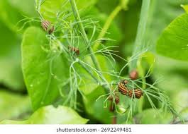 Attēlu rezultāti vaicājumam “Graphosoma lineatum imago”