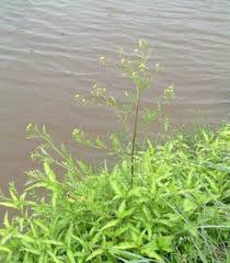 Attēlu rezultāti vaicājumam “Rorippa palustris leaf”