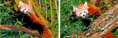 Attēlu rezultāti vaicājumam “Carnivora”