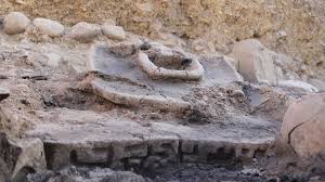 Attēlu rezultāti vaicājumam “Geocrypta galii”