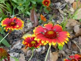 Image result for Gaillardia pulchella