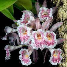 Attēlu rezultāti vaicājumam “Trichia alpina sessile”