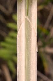 Attēlu rezultāti vaicājumam “Carex acutiformis leaf”