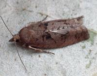 Attēlu rezultāti vaicājumam “Epinotia brunnichana”