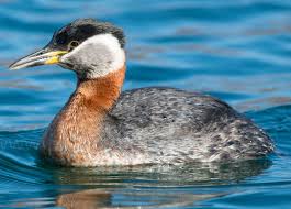 Attēlu rezultāti vaicājumam “Podiceps grisegena adult”