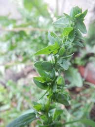 Attēlu rezultāti vaicājumam “Atriplex patula fruit”