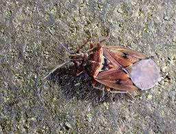 Attēlu rezultāti vaicājumam “Kleidocerys resedae imago”