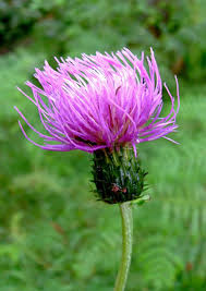 Attēlu rezultāti vaicājumam “Cirsium heterophyllum flower”