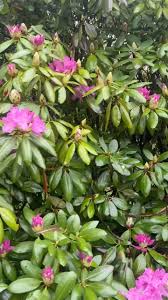 Attēlu rezultāti vaicājumam “Rhododendron catawbiense flower”
