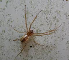 Attēlu rezultāti vaicājumam “Linyphiidae”