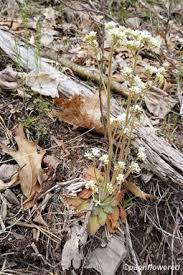Attēlu rezultāti vaicājumam “Saxifragaceae”